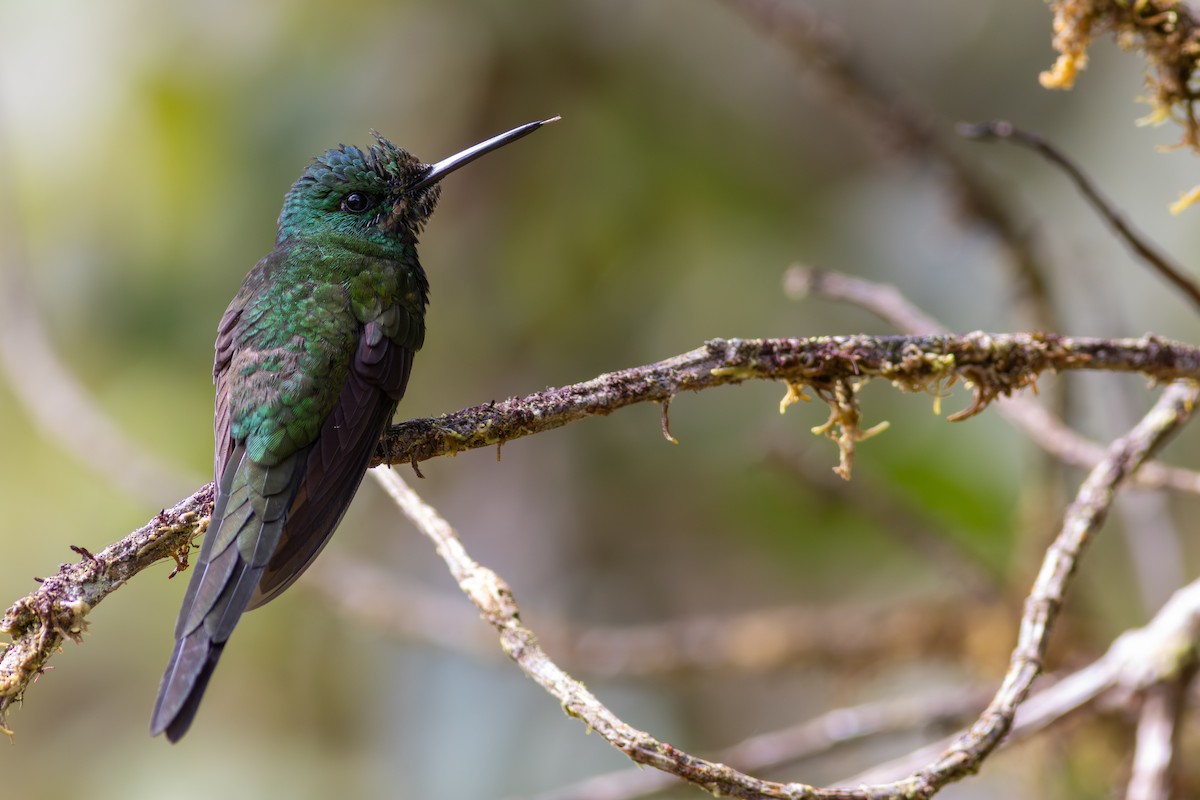 Brillant impératrice - ML647535776