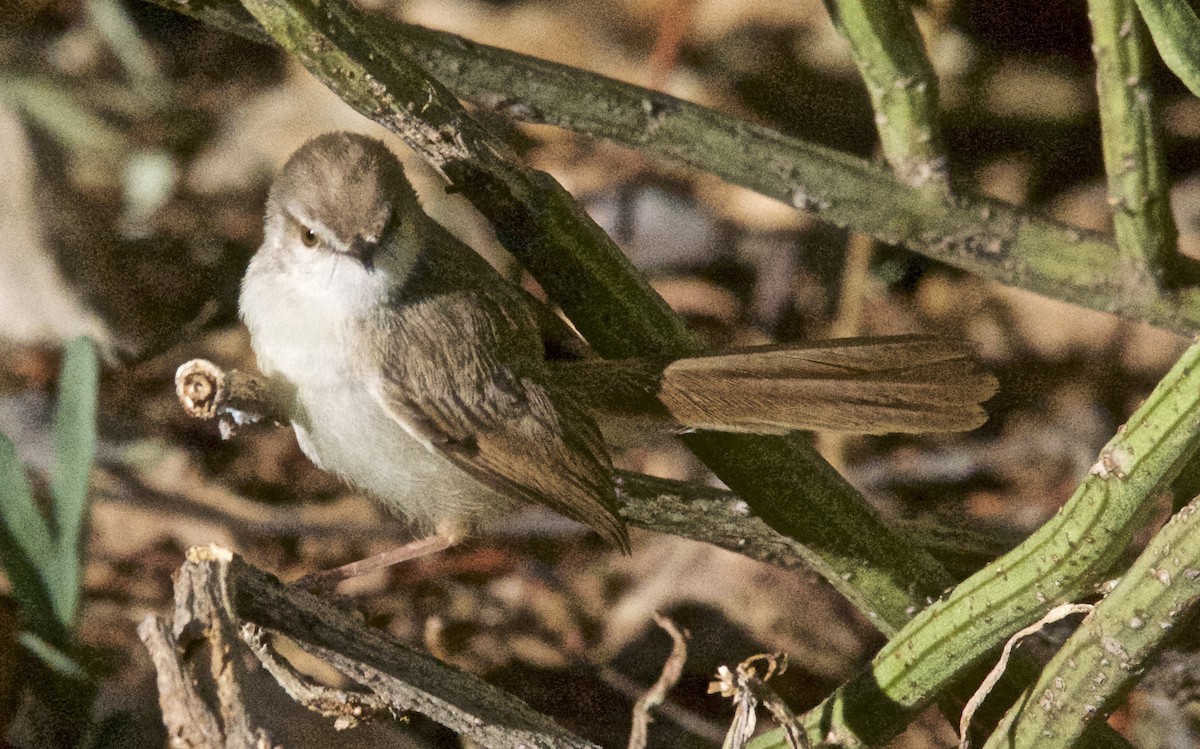 Prinia à plastron - ML647535781