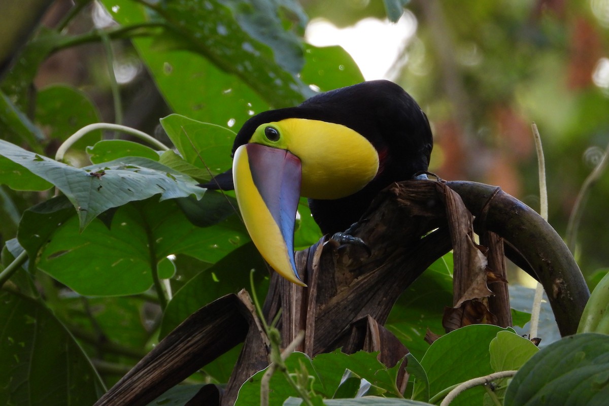 Toucan tocard - ML647535783