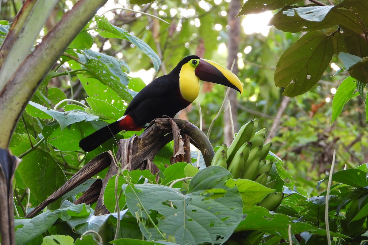 Toucan tocard - ML647535784
