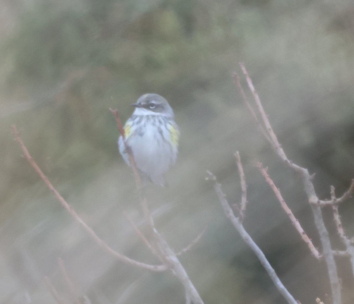 Paruline à croupion jaune - ML647535789