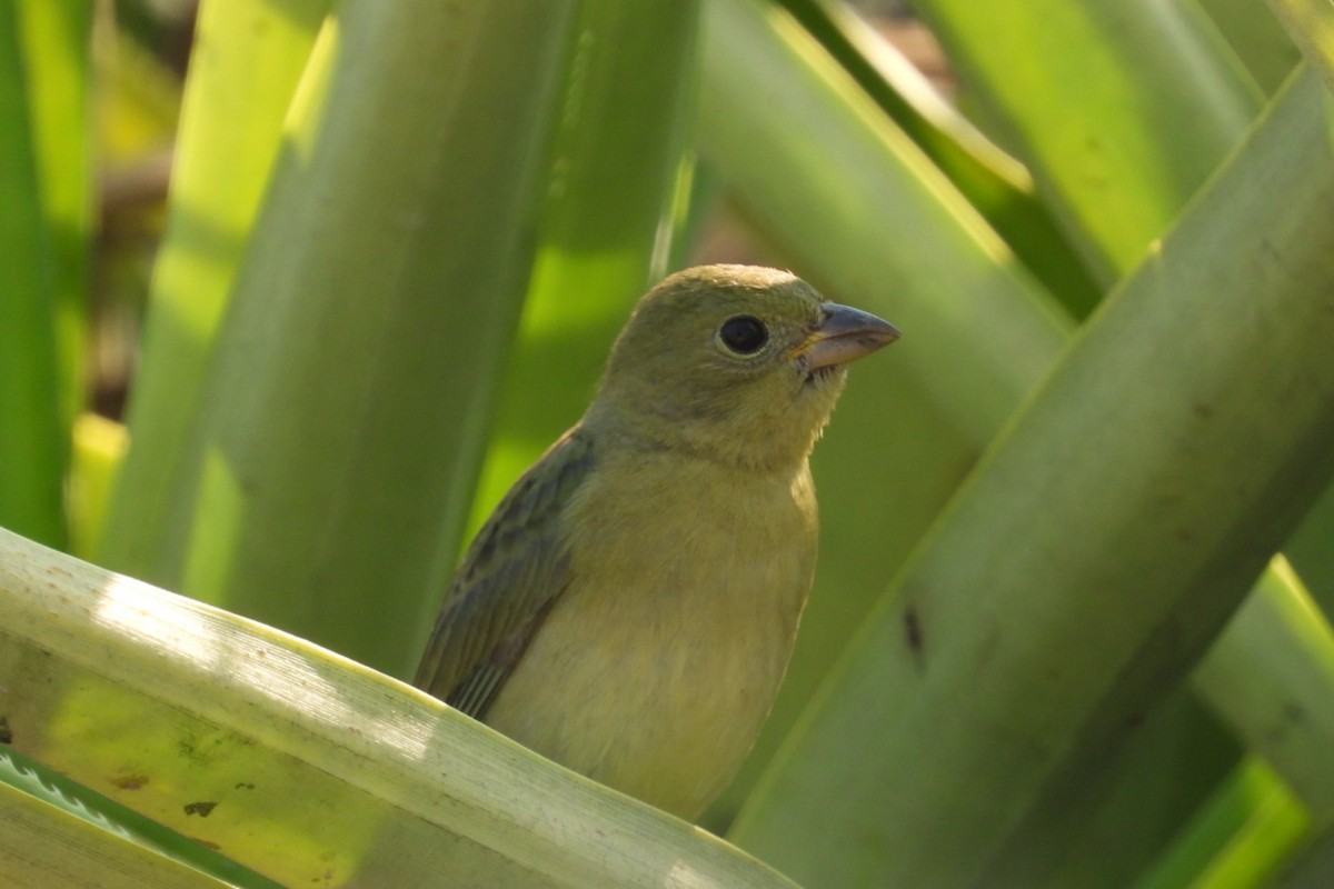 Passerin nonpareil - ML647535790