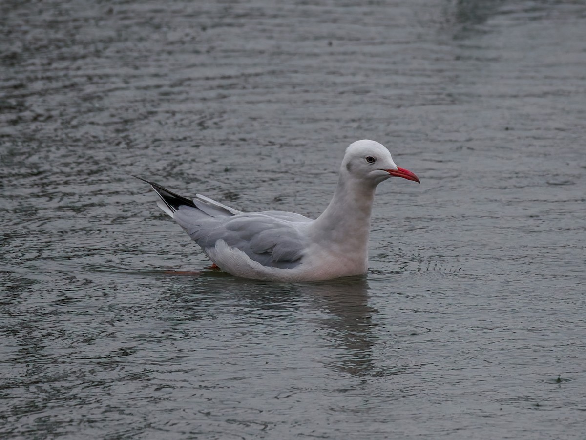 Goéland railleur - ML647535792