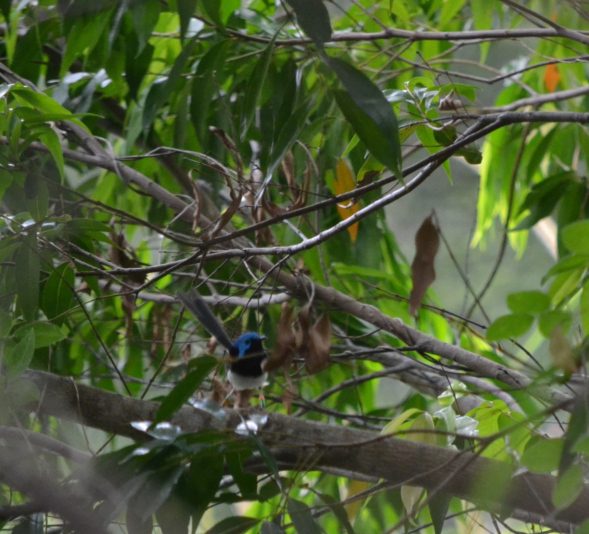 Mérion de Lambert - ML647535794