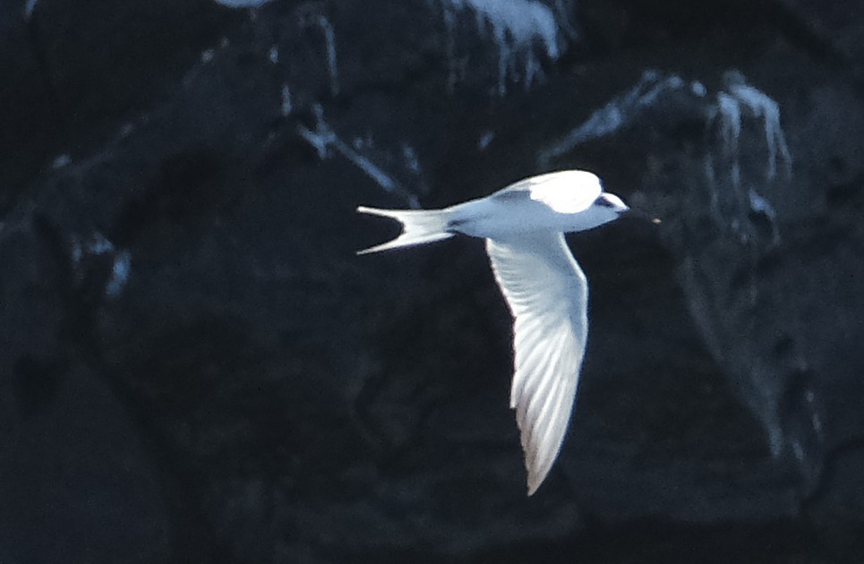 Sterne de Dougall - ML647535795