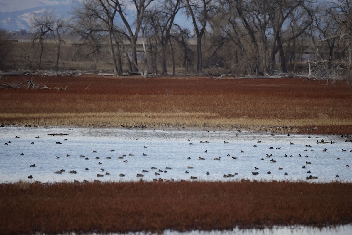 Canard pilet - ML647535798