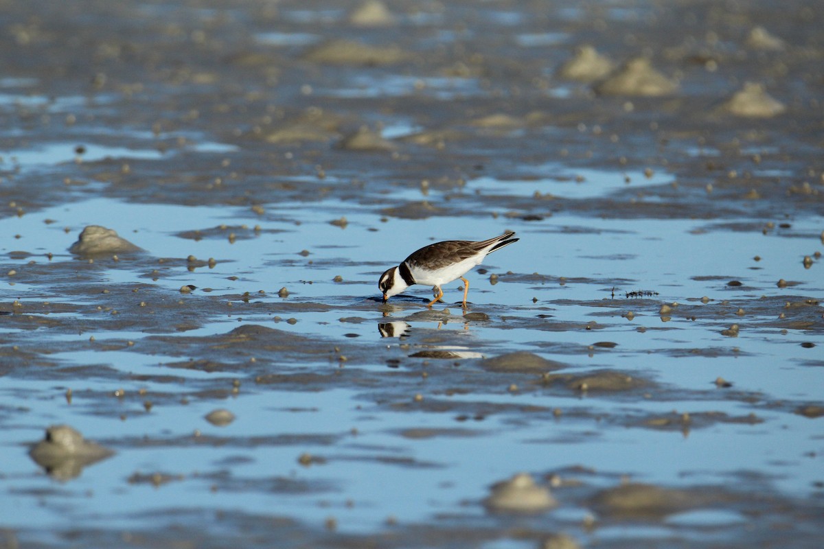 Semipalmated Plover - ML647535800