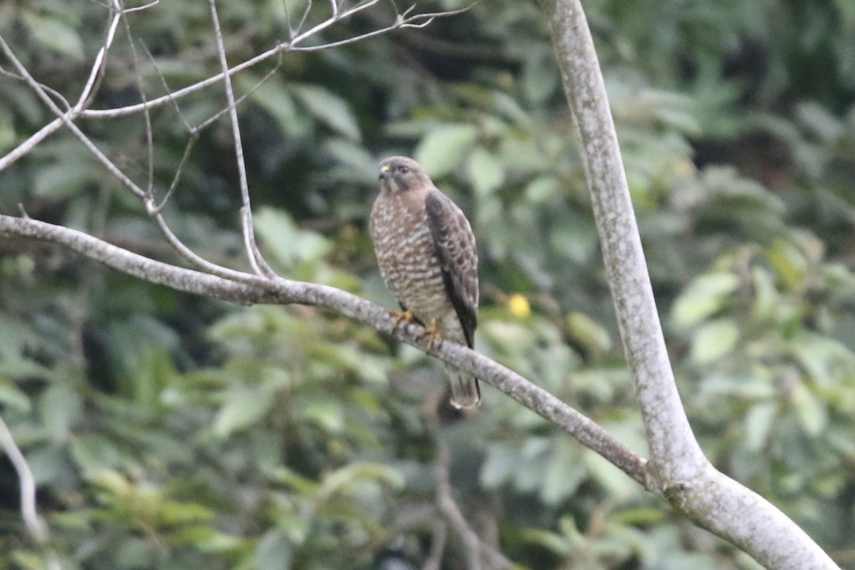 Broad-winged Hawk - ML647535805