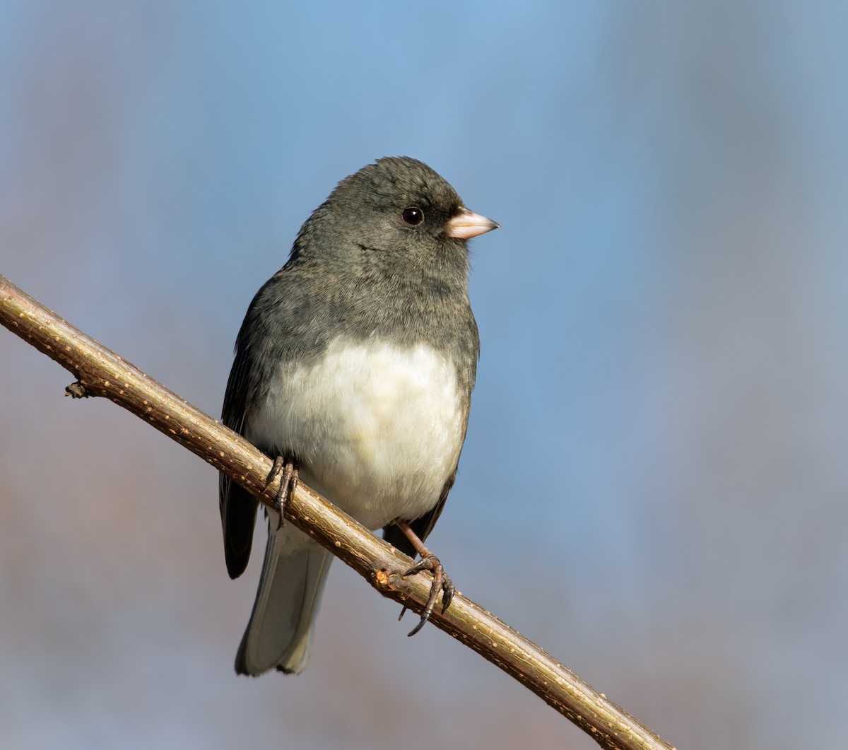 Junco ardoisé - ML647535808