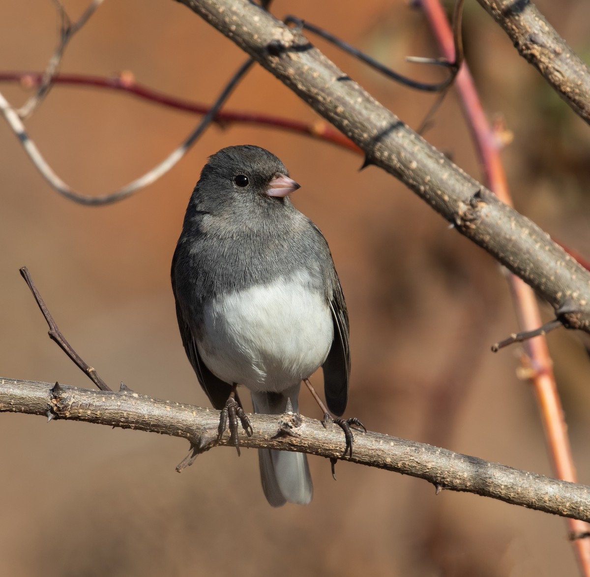 Junco ardoisé - ML647535811