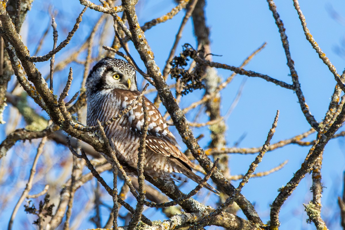 Northern Hawk Owl - ML647535812