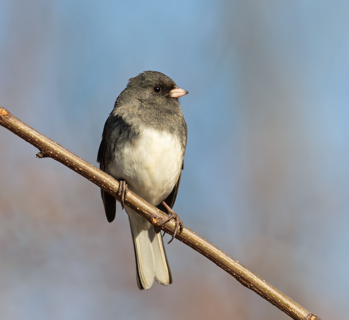 Junco ardoisé - ML647535813