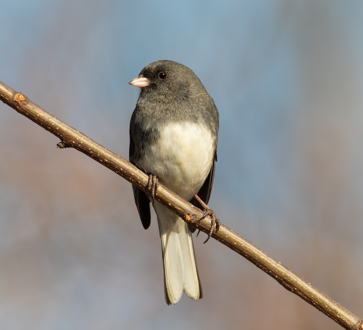 Junco ardoisé - ML647535816