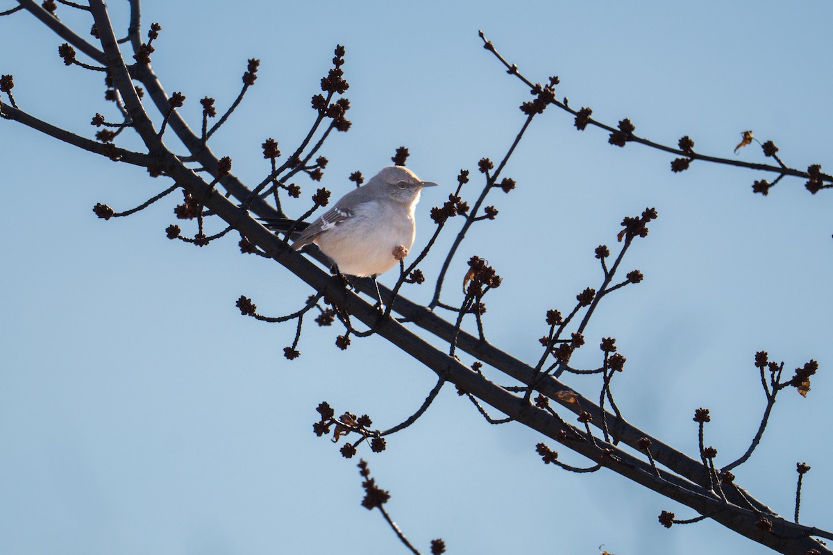 drozdec mnohohlasý - ML647535825