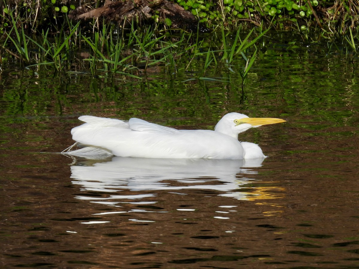 Great Egret - ML647535830