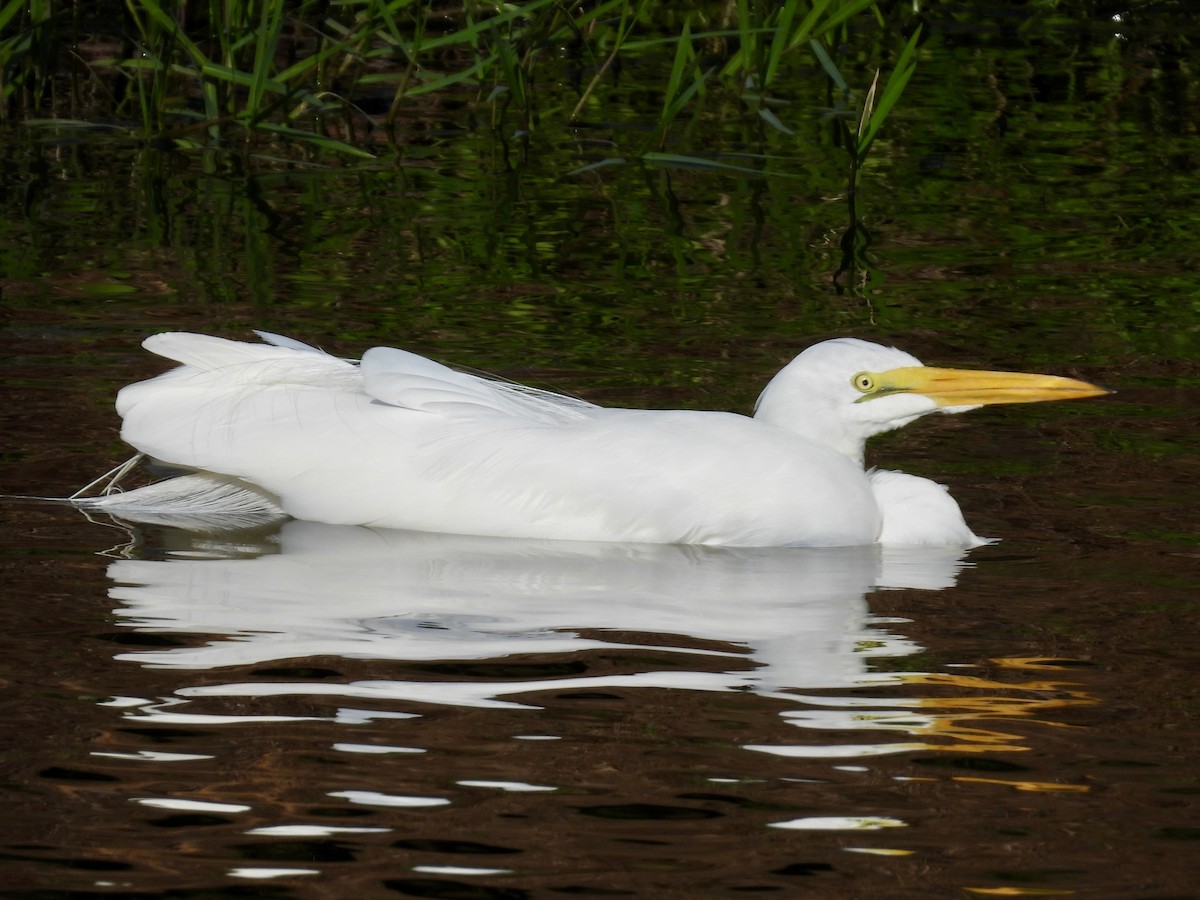 Great Egret - ML647535831