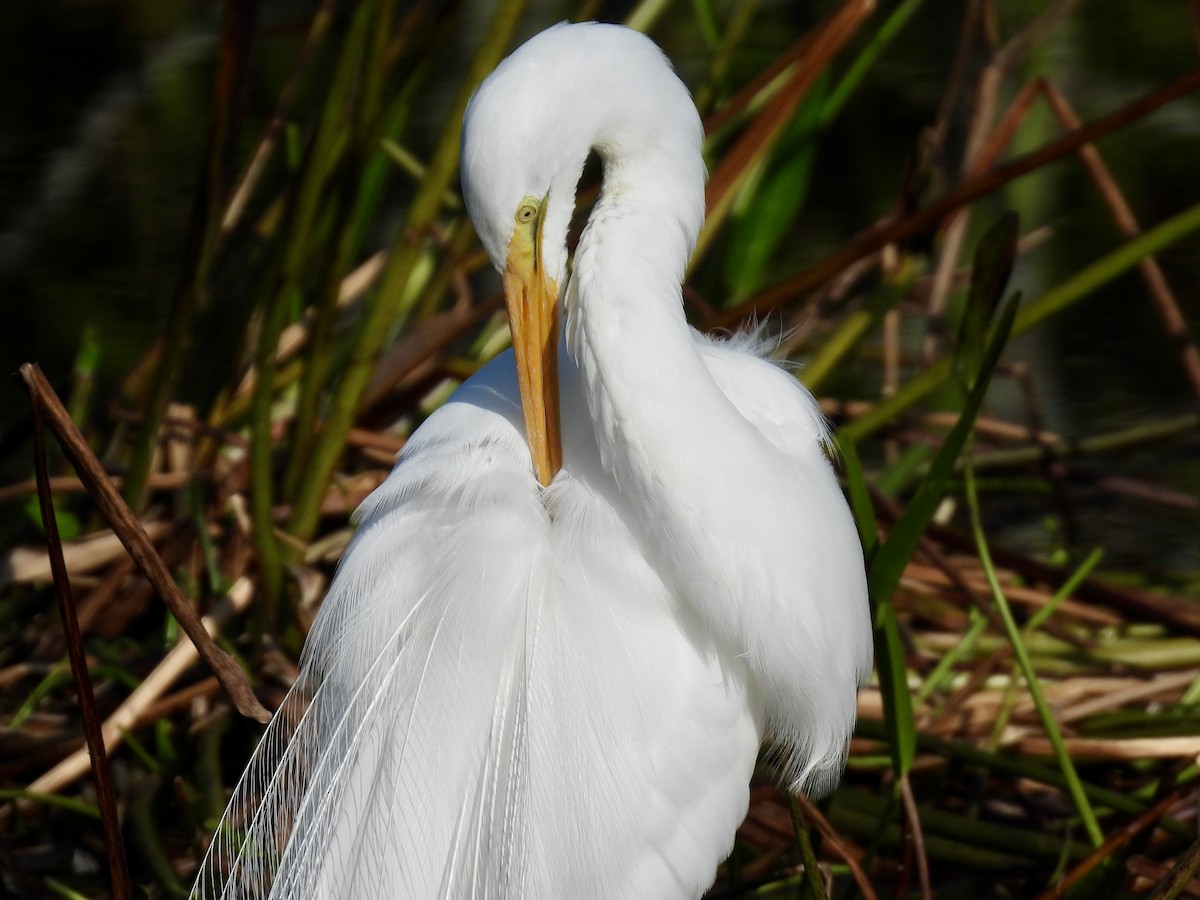Great Egret - ML647535832