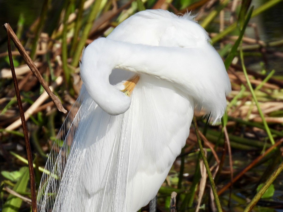 Great Egret - ML647535833