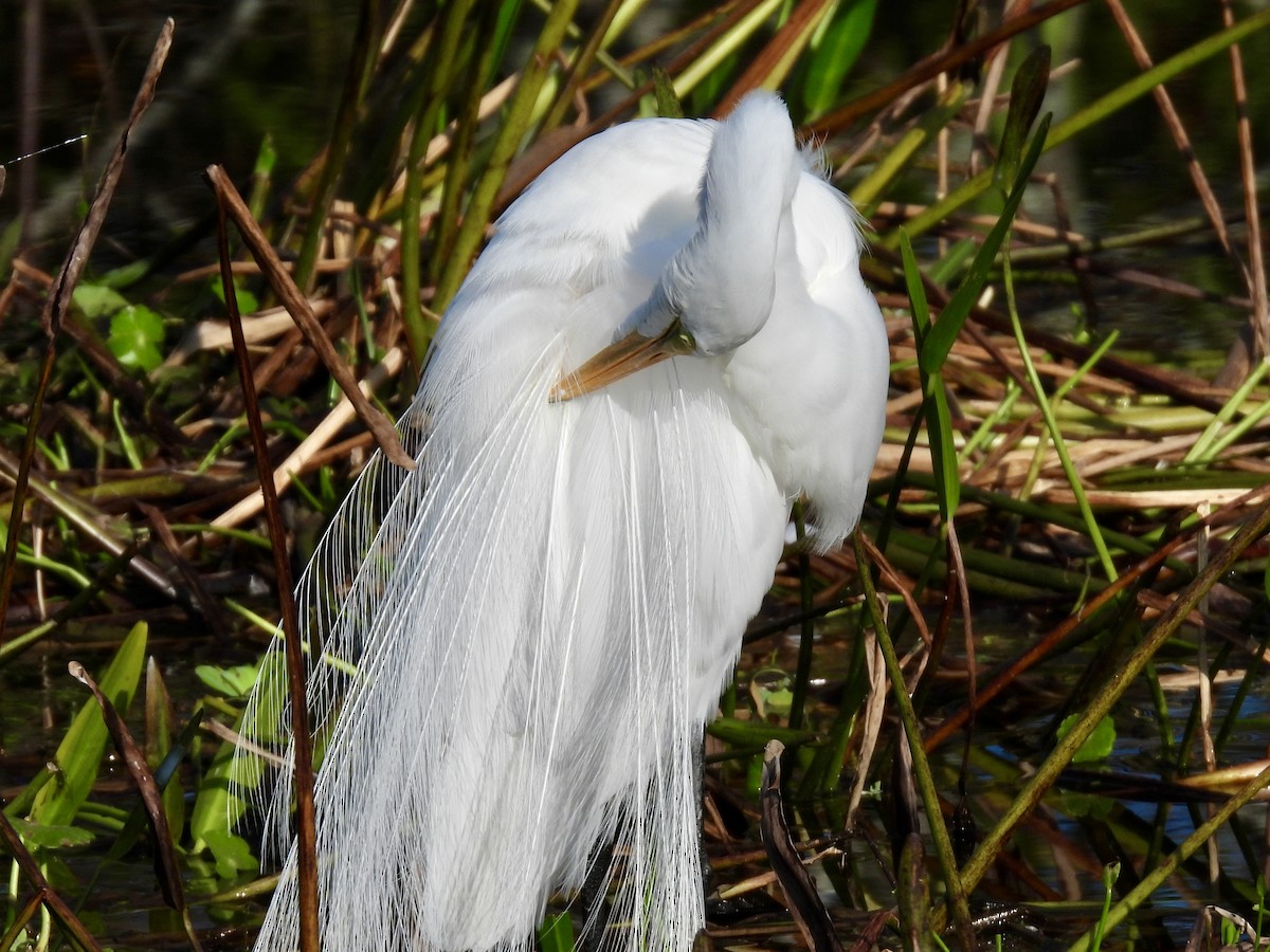 Great Egret - ML647535834