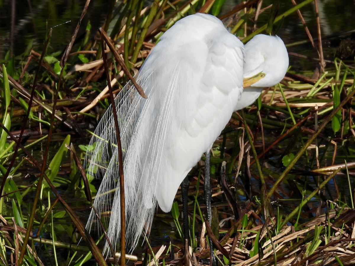 Great Egret - ML647535835