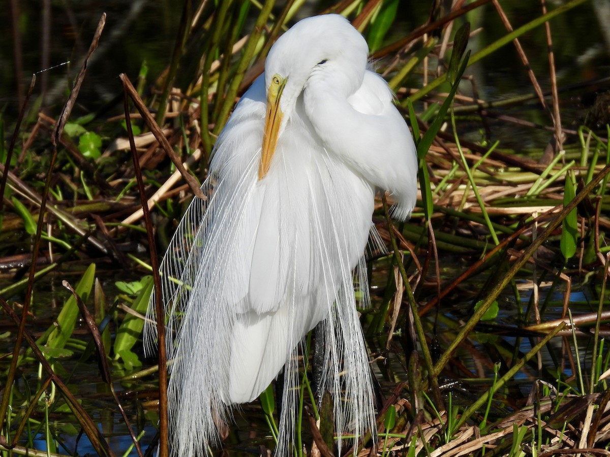 Great Egret - ML647535836