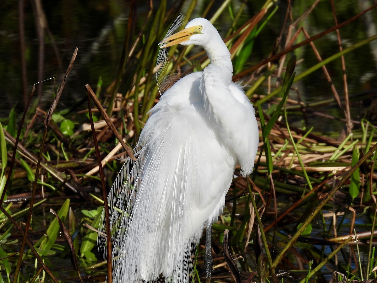 Great Egret - ML647535840