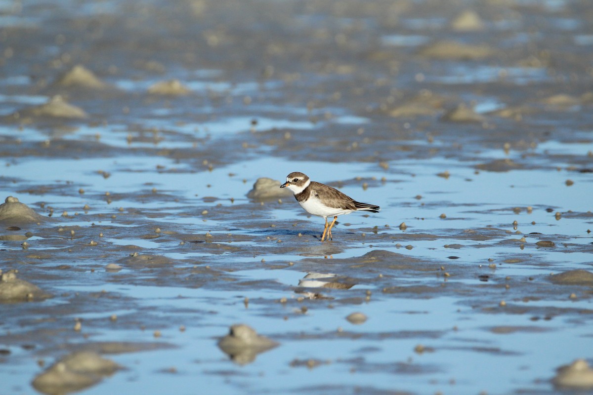 Semipalmated Plover - ML647535847