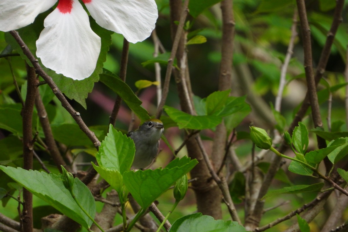 lesňáček rezavoboký - ML647535859