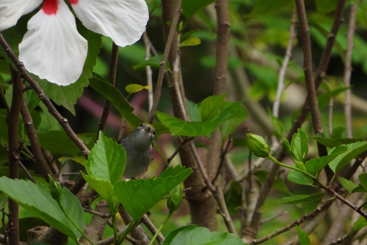 lesňáček rezavoboký - ML647535860