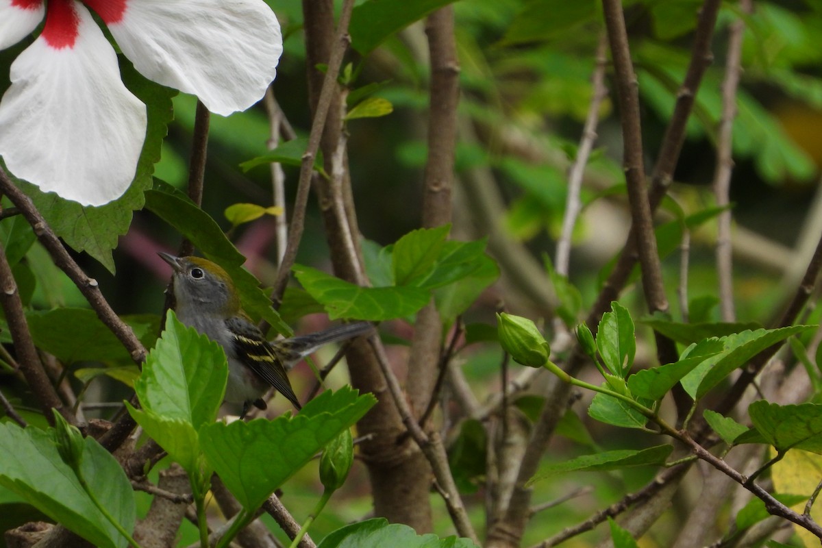 lesňáček rezavoboký - ML647535861