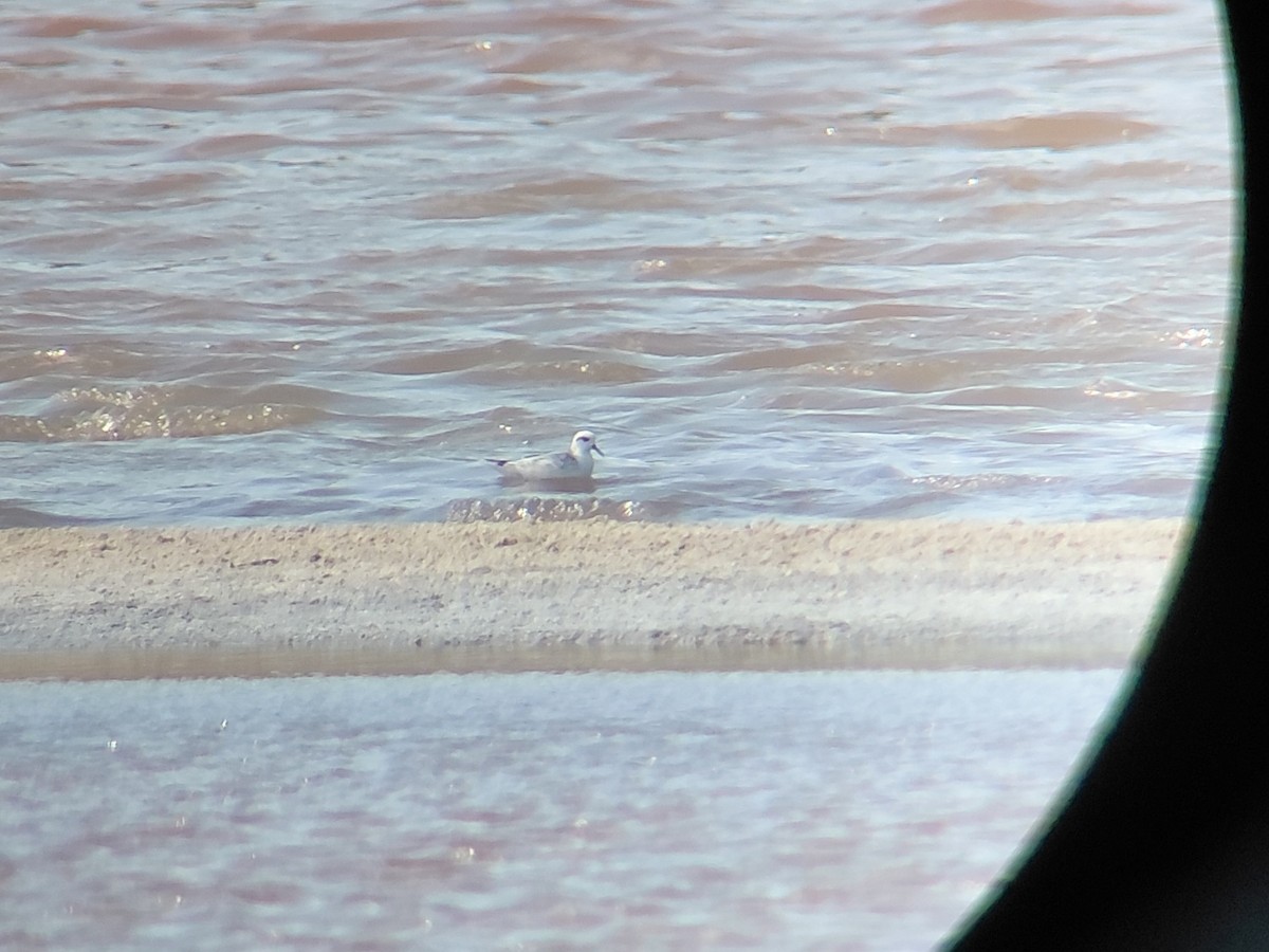Red-necked Phalarope - ML647535872