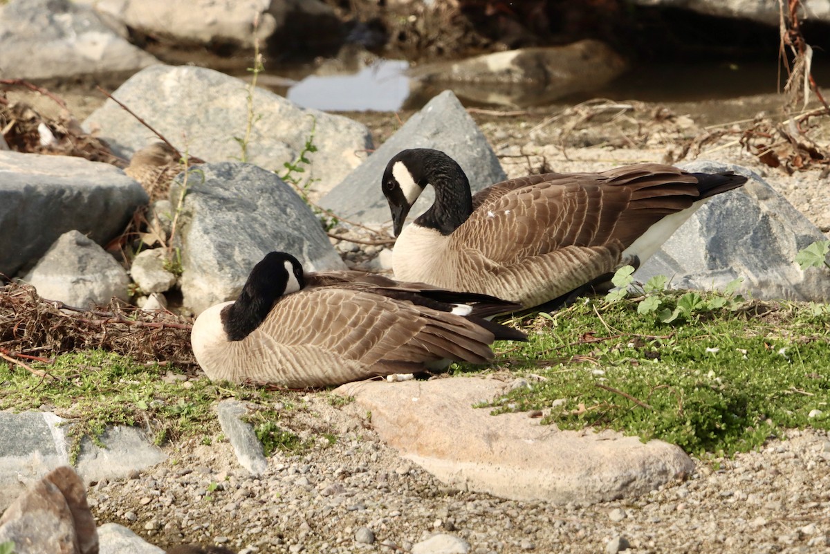 Canada Goose - ML647535890