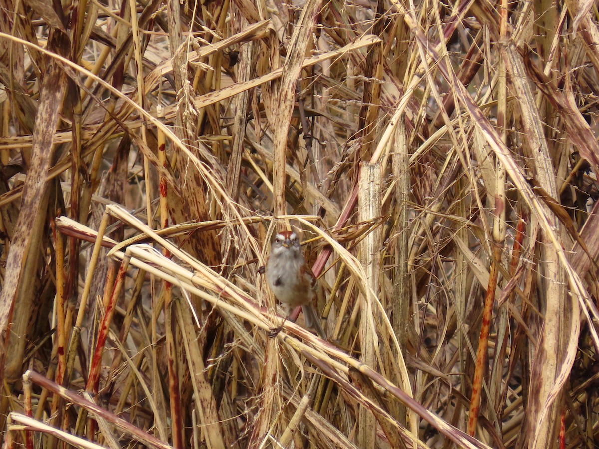 ムナフヒメドリ - ML647535901