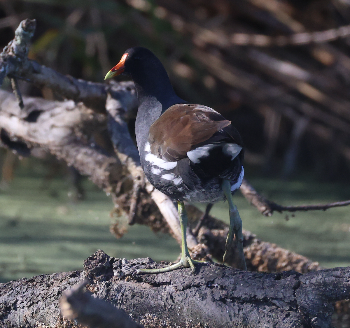 סופית אמריקנית - ML647535902