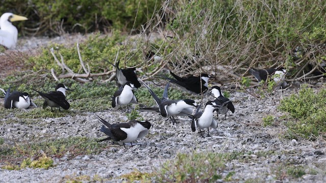 Sooty Tern - ML647535915