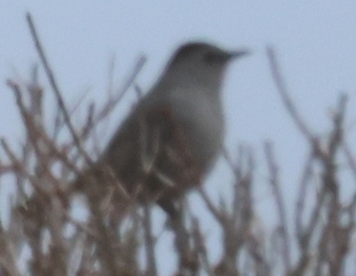 Gray Catbird - ML647535917