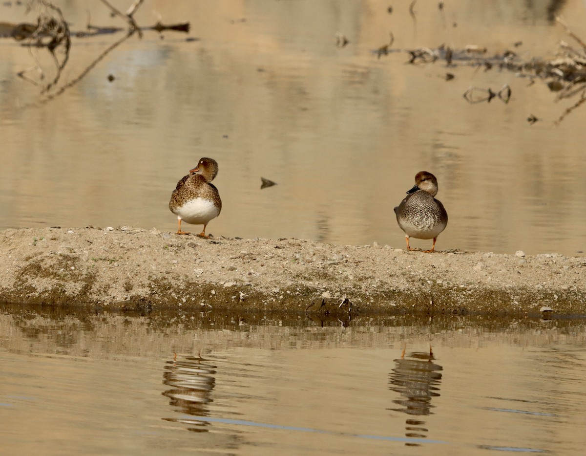 オカヨシガモ - ML647535938