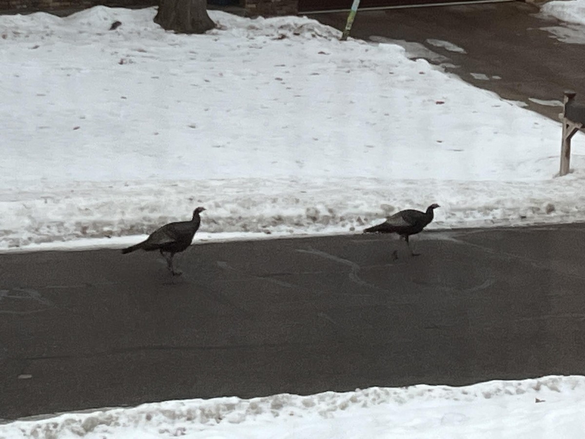 火雞 - ML647535942