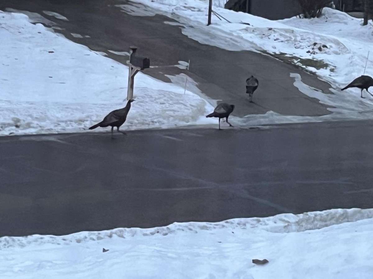 火雞 - ML647535943