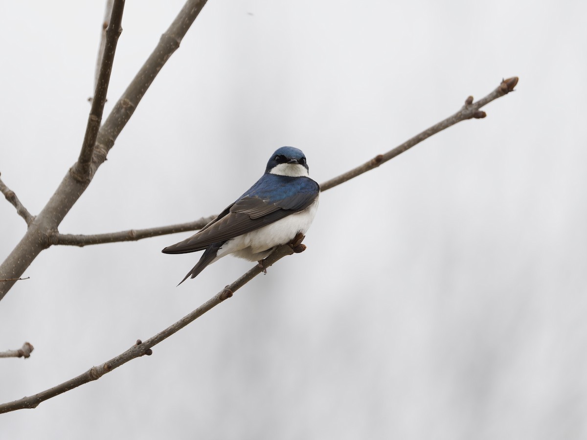 vlaštovka stromová - ML647535945