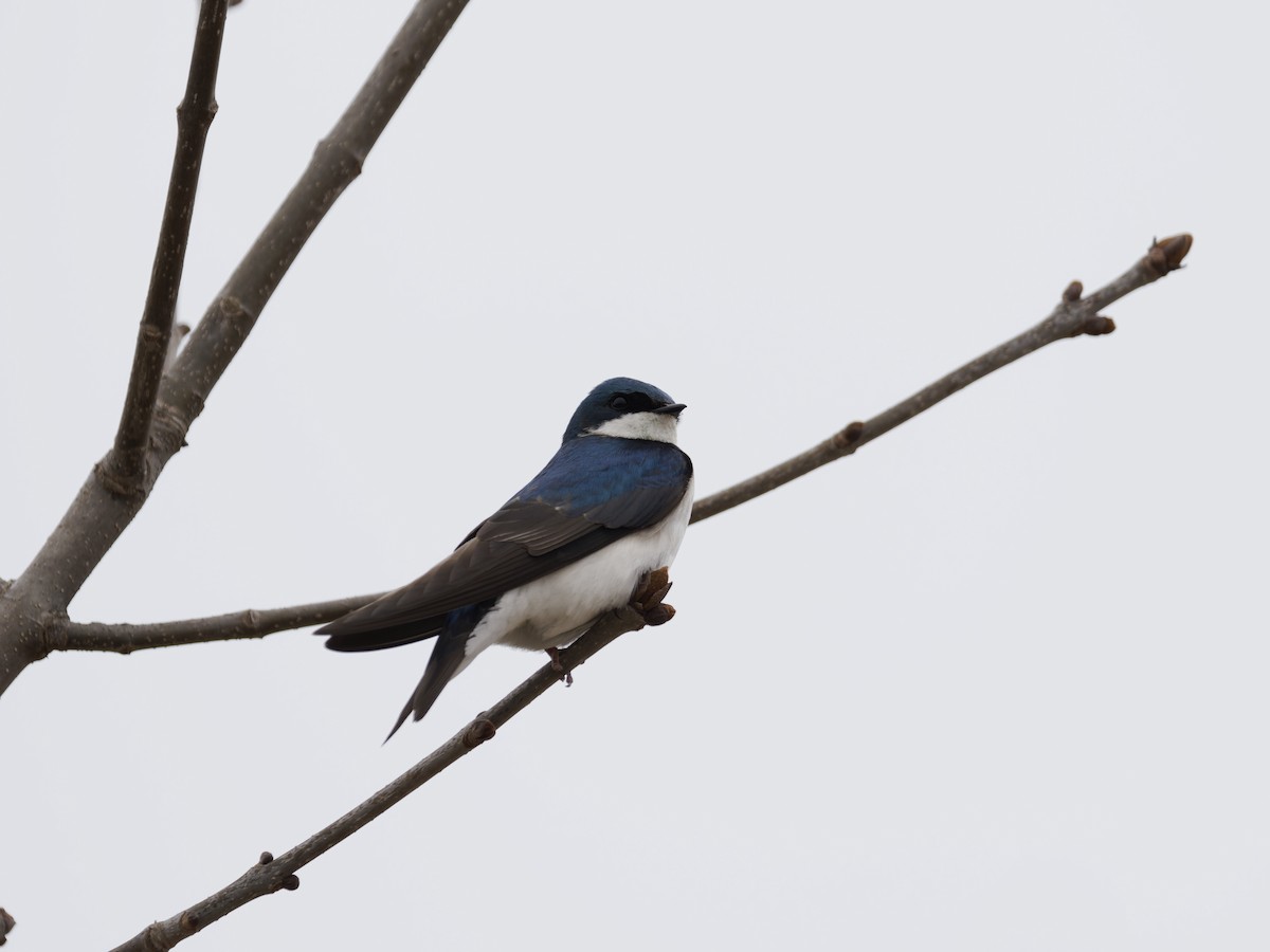 vlaštovka stromová - ML647535949