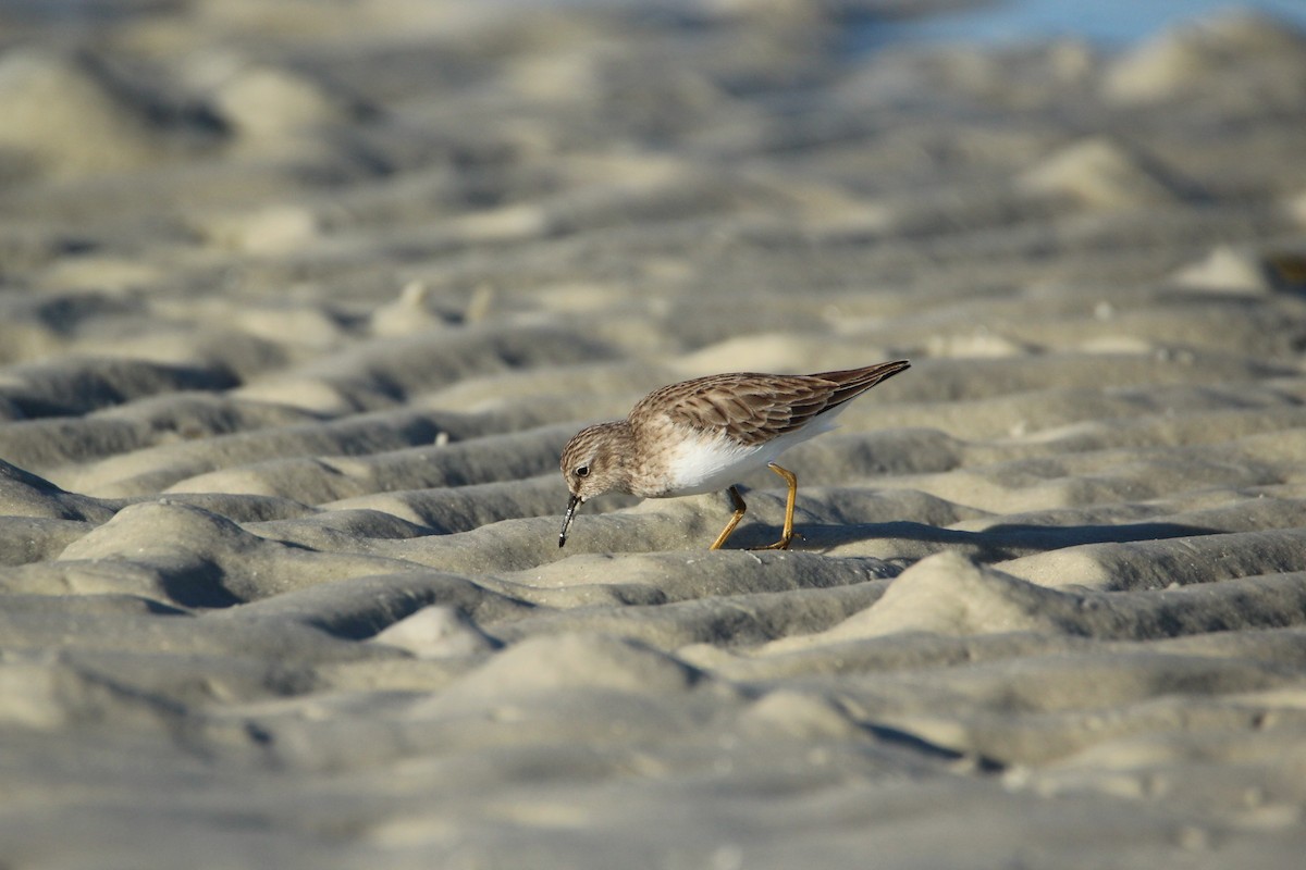 Least Sandpiper - ML647535953