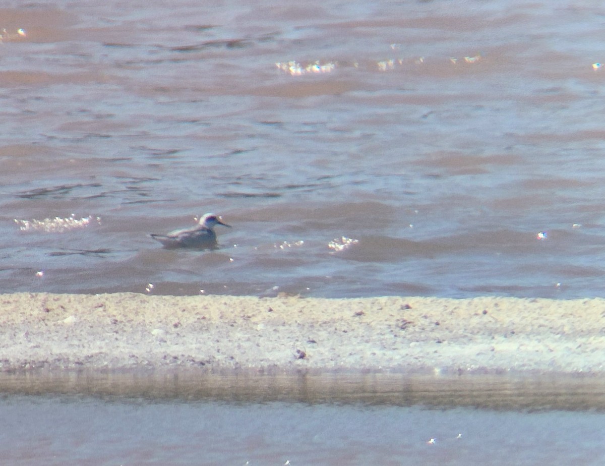 Red-necked Phalarope - ML647535954