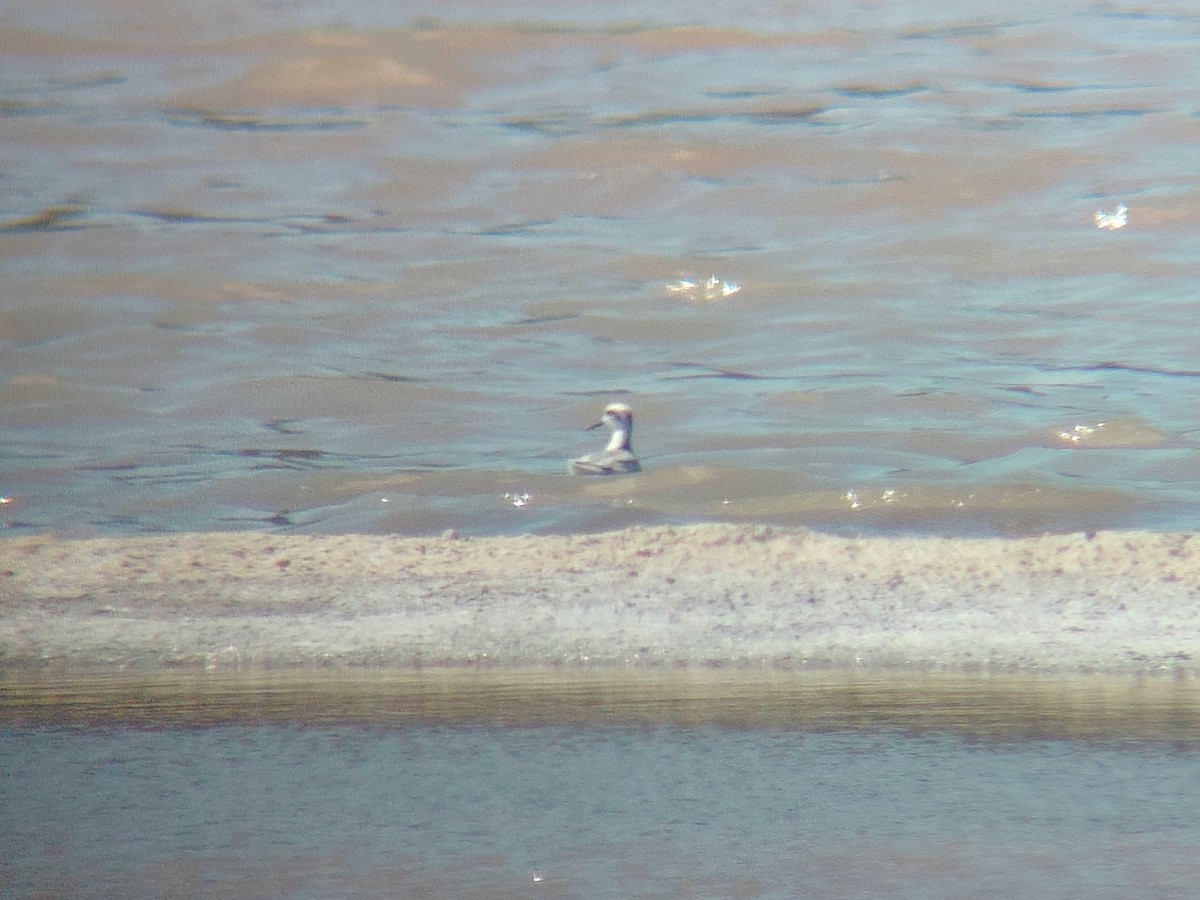 Red-necked Phalarope - ML647535955