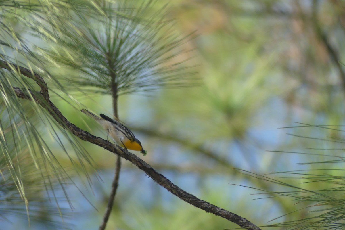 Grace's Warbler - ML647535958