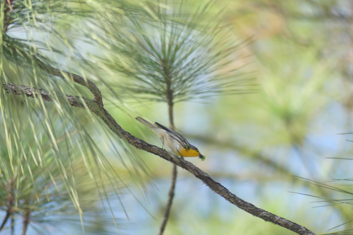 Grace's Warbler - ML647535959