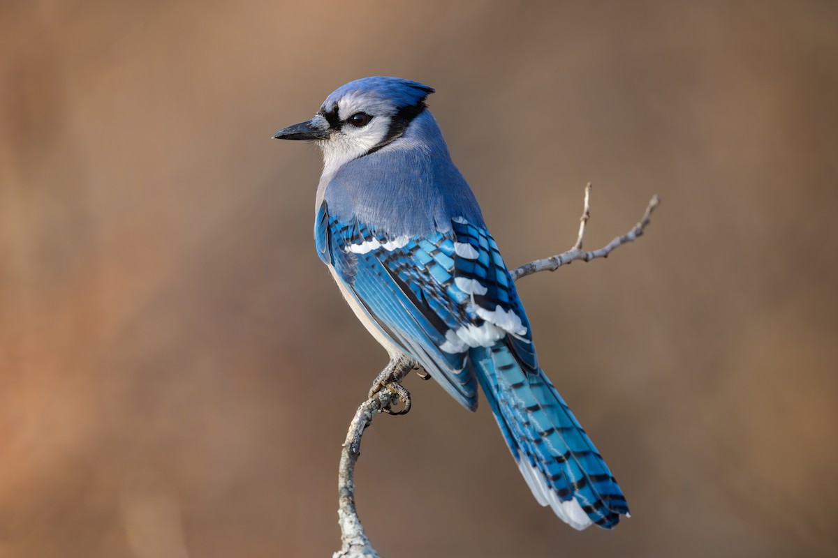 Blue Jay - ML647535969