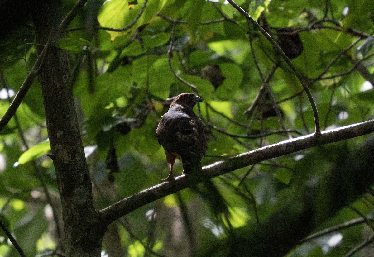 Broad-winged Hawk (Caribbean) - ML647535972