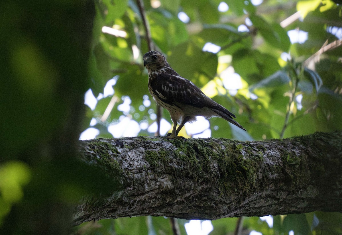 Broad-winged Hawk (Caribbean) - ML647535973