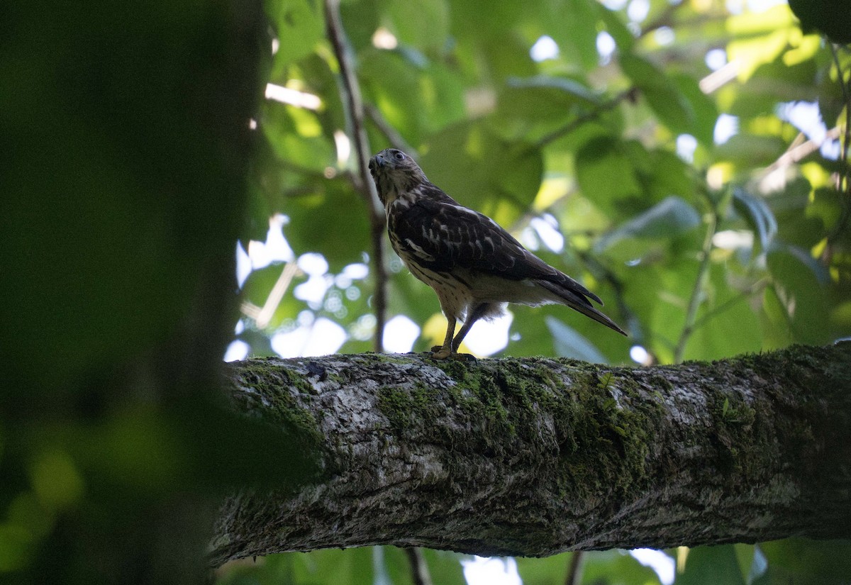 Broad-winged Hawk (Caribbean) - ML647535974